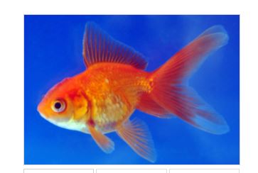 Ornamental Fish 